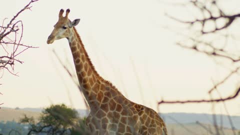 Still Shot of a Giraffe Standing and Looking at Camera in African Grasslands