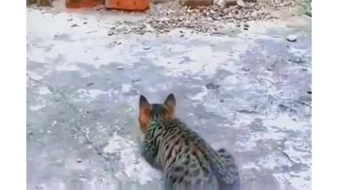 #shorts #cute dog and cat funny video 😂 #funny video