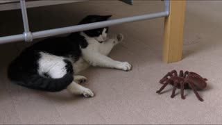 cat playing with fake spider