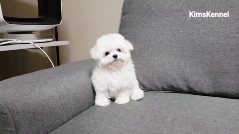 Puppy play time teacup bichon frise
