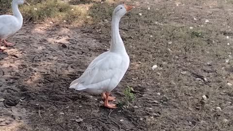 Cute Goose Video By Kingdom Of Awais