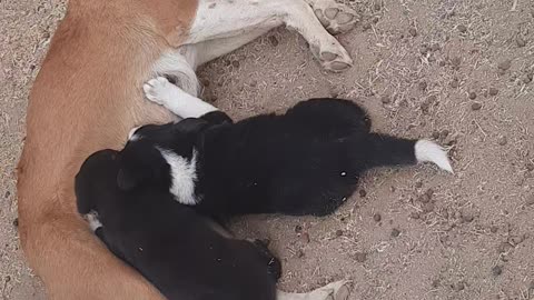 When the puppy mother is tired and the children are hungry