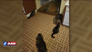 IN FOCUS: Furry Friends Friday with Alex Stein - OAN