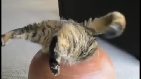 Funny Fat Cat Stuck In Vase