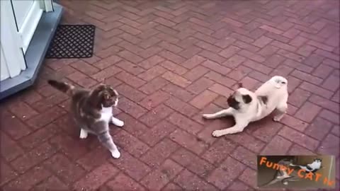 Cats and Dogs Meeting Each other For The First Time