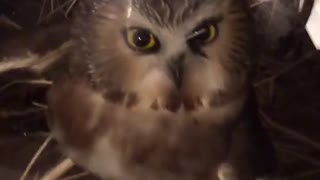 Trapped Owl Rescued and Released