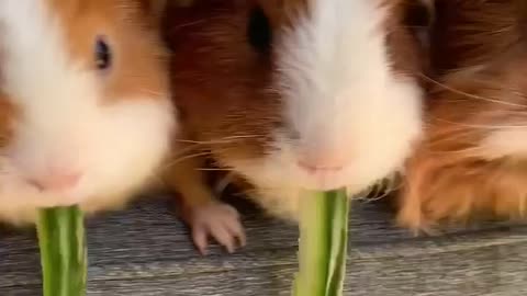 Funniest Animals - Best Of The 2021 Funny Animal Videos