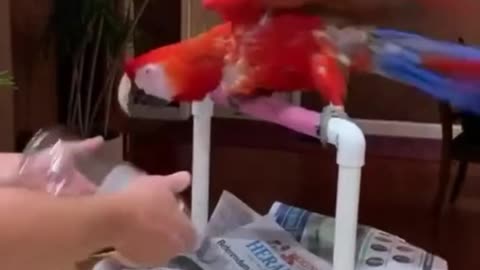 talking birds videos parrots funny