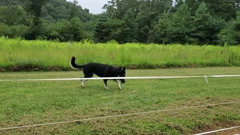 Kensi Jumping as weeds