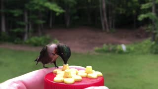 Feeding Hummingbirds by Hand