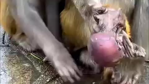 Monkey Baby bathing