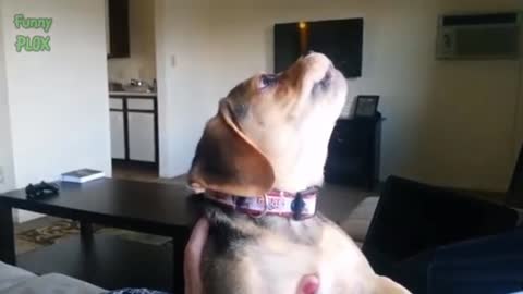 How best Dog can be Funny when hungry
