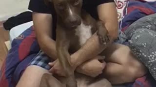 Guy in black shirt holds brown dog upright on a bed