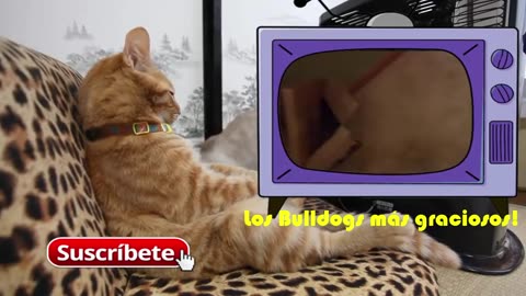 Los Videos más graciosos Gatos jugando con Cajas. Muy Divertido