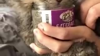 Cat Feasts on Catnip