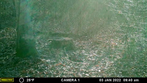 Doe running. Watch the background for the buck