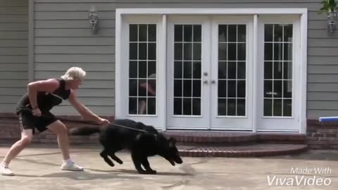 Teaching Dogs to Guard Objects and People