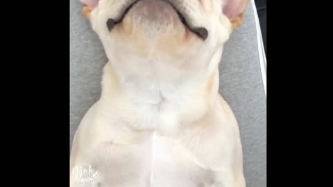 CUTE PETS SERIES: SNORING SOUND OF PUPPY