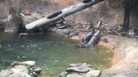 Otter Acrobatics