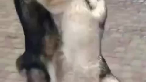 Funny videos - Dog dancing