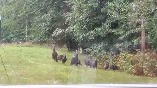 A Flock of Baby Turkeys