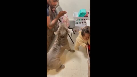 Dog protects baby when dad pretends to hit her #Shorts