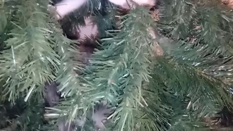 Kittens playing on the xmas tree