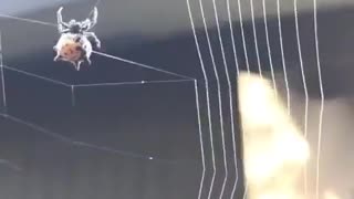 Spider Displays Amazing Precision During Web Building