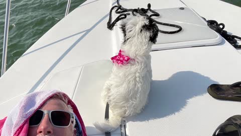 A nine day boating adventure with the cutest puppy ever: Day 6