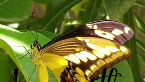 amazing colorful butterfly