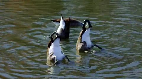 Ducks do this too, it looks so funny