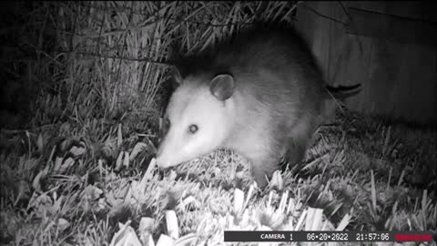 Backyard Trail Cams - Possum Passing Through Fence