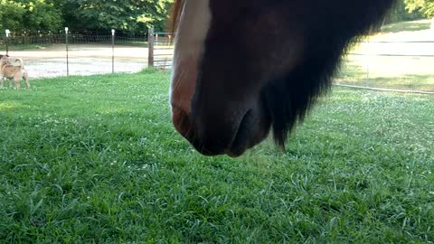 Gypsy Horse Maia