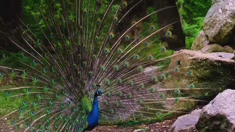 Peacock in wonderful colors