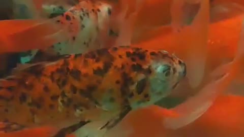 Goldfish swim happily in the fish tank.