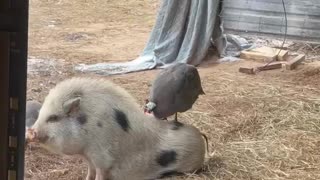 Guinea Fowl Acts as Hair Stylist for Mini Pig