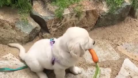 Retriever puppy loves to eat carrots