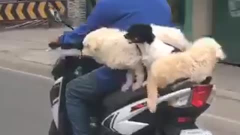 Trio of dogs casually ride on back of scooter