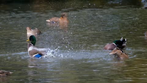 Patos Água Divertido