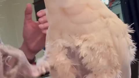 A goffins cockatoo naughty short clip