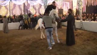 Arabian Horse dancing in Egypt