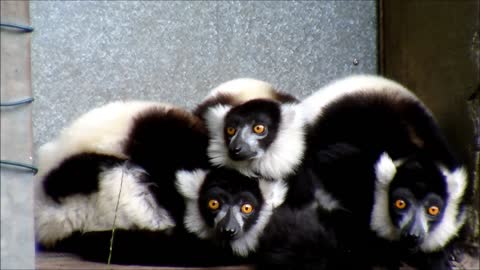 Lemur family