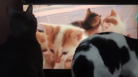 Cat watching other cat to the screen videos who are meowing and got the attention