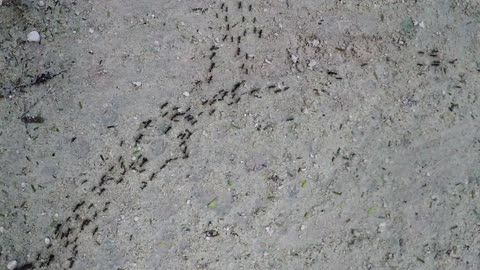 River of Ants Flows through Jungle