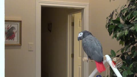 Smart Parrot Keeps His Cool For What The Fluff' Challenge