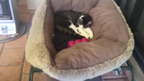 Cat Steals Dogs Bed