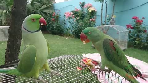 The Indian parrot amazing video