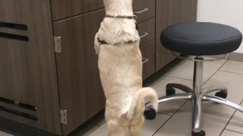Blonde dog in vet's office stands on back legs to sniff computer