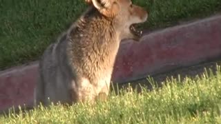 Coyote vs Dog