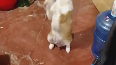 cute dancing doggy